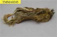 藏品(食蟹獴)的圖片